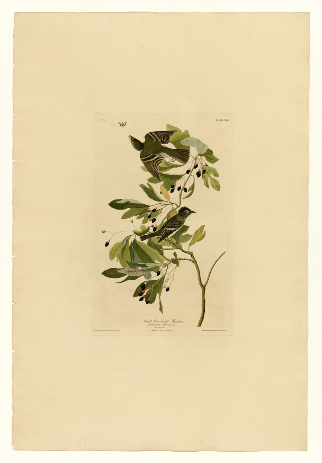 Illustration of Acadian Flycatcher