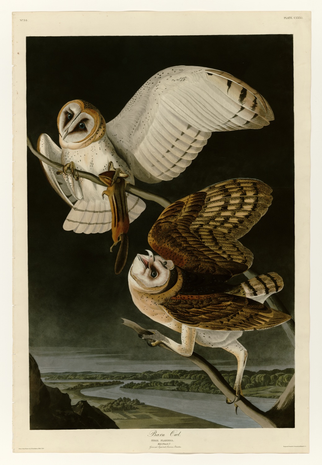 Illustration of American Barn Owl