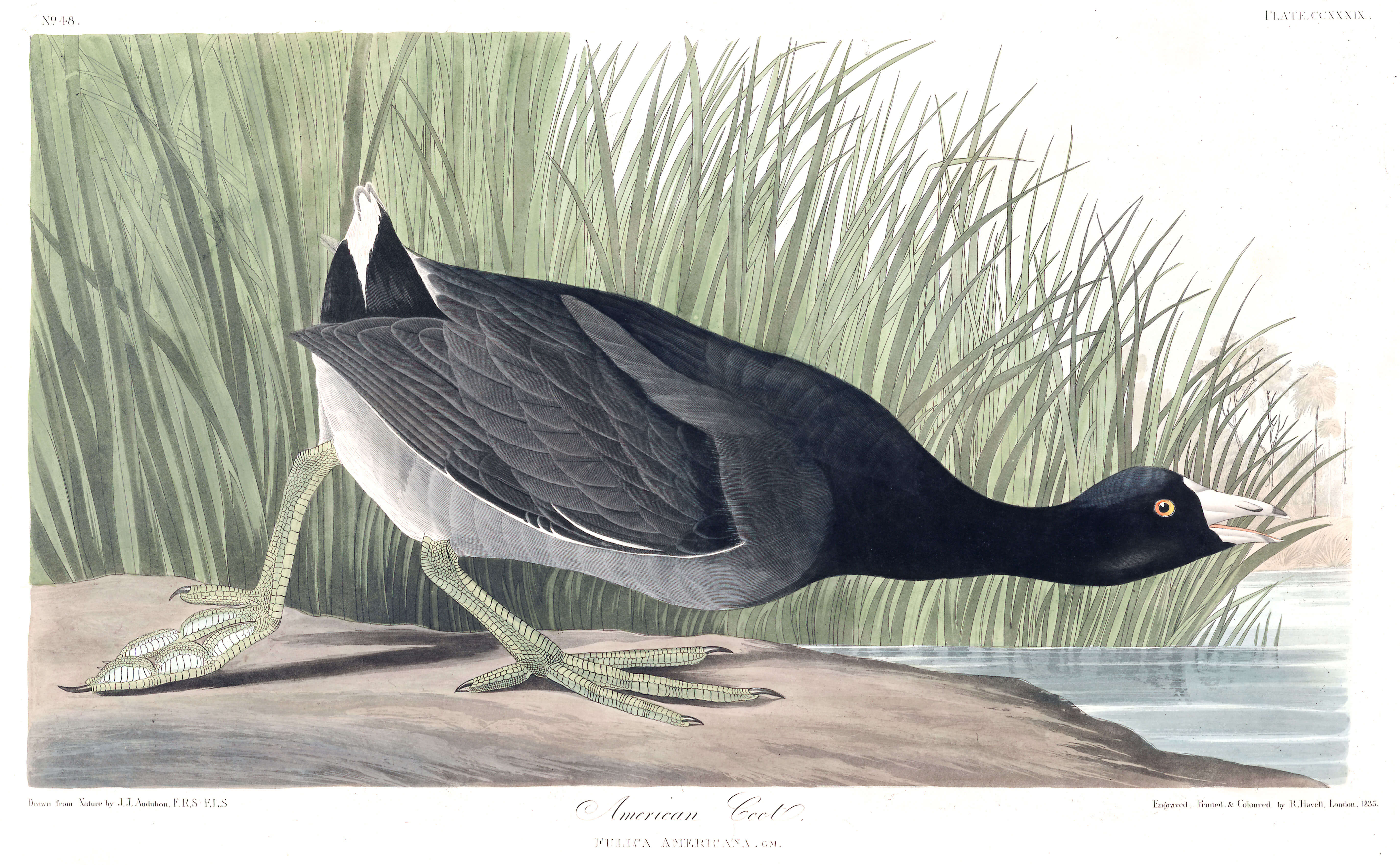 Illustration of American Coot