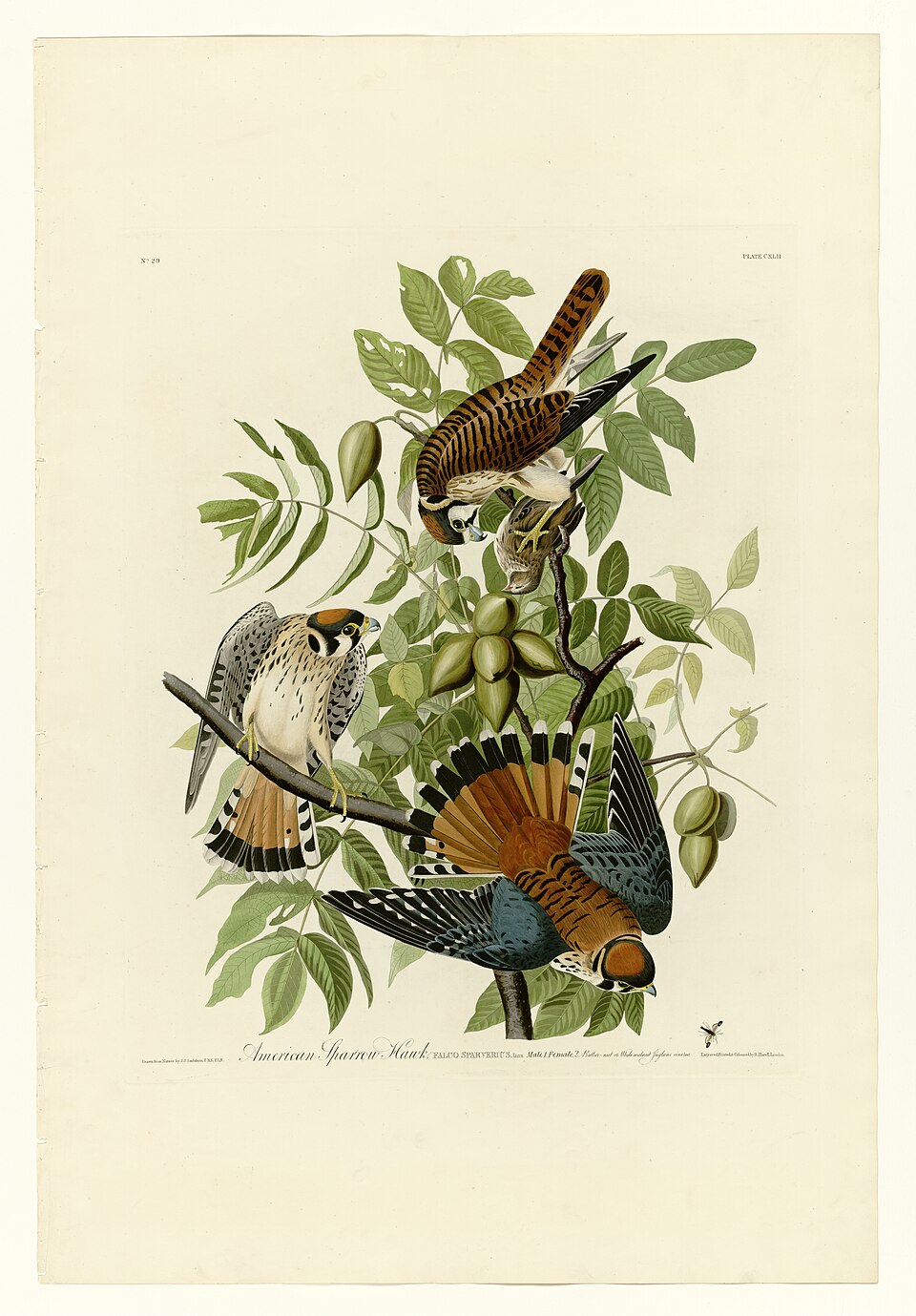 Illustration of American Kestrel