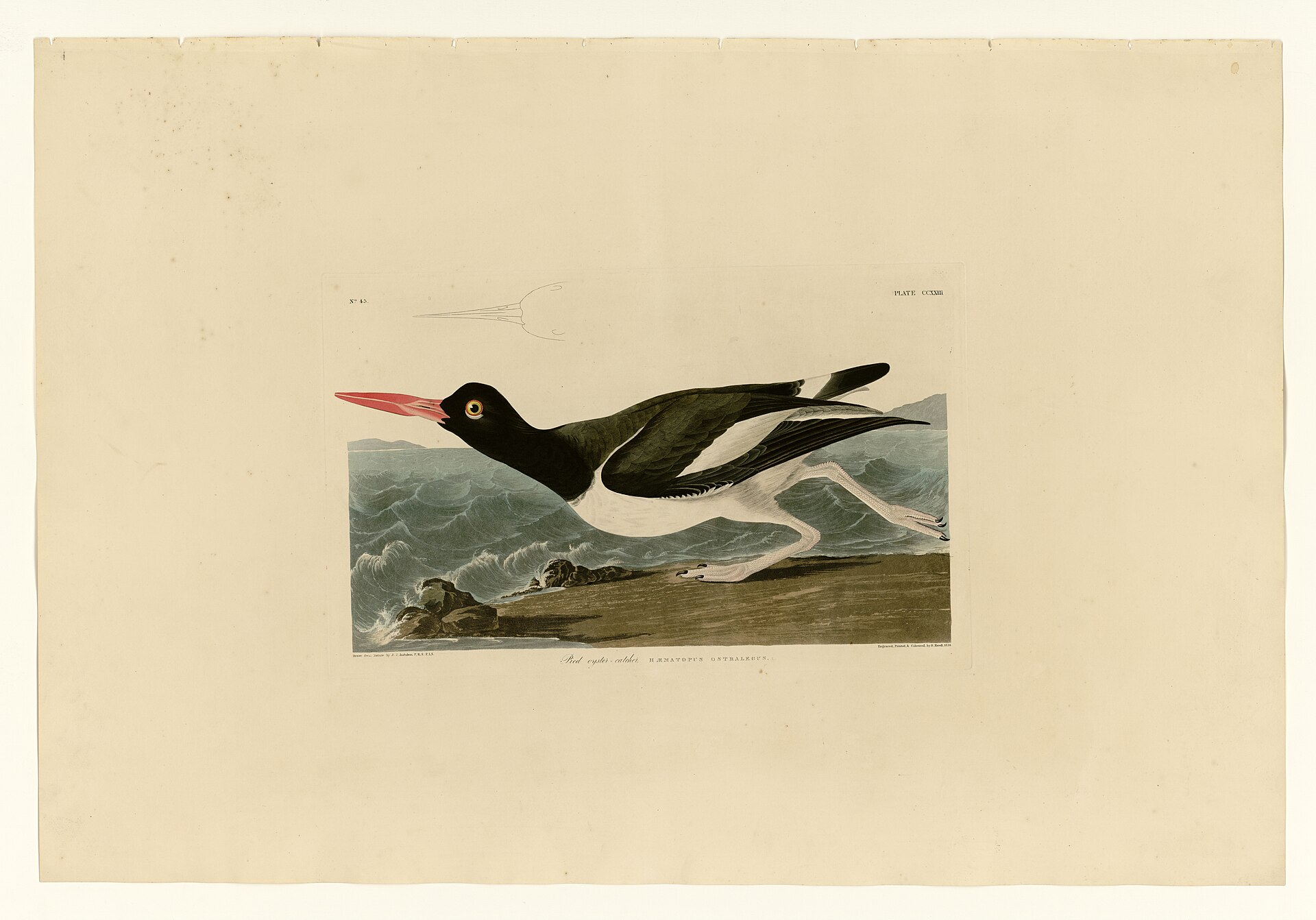 Illustration of American Oystercatcher