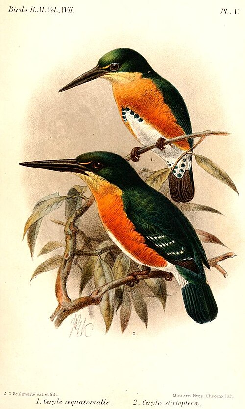 Illustration of American Pygmy Kingfisher