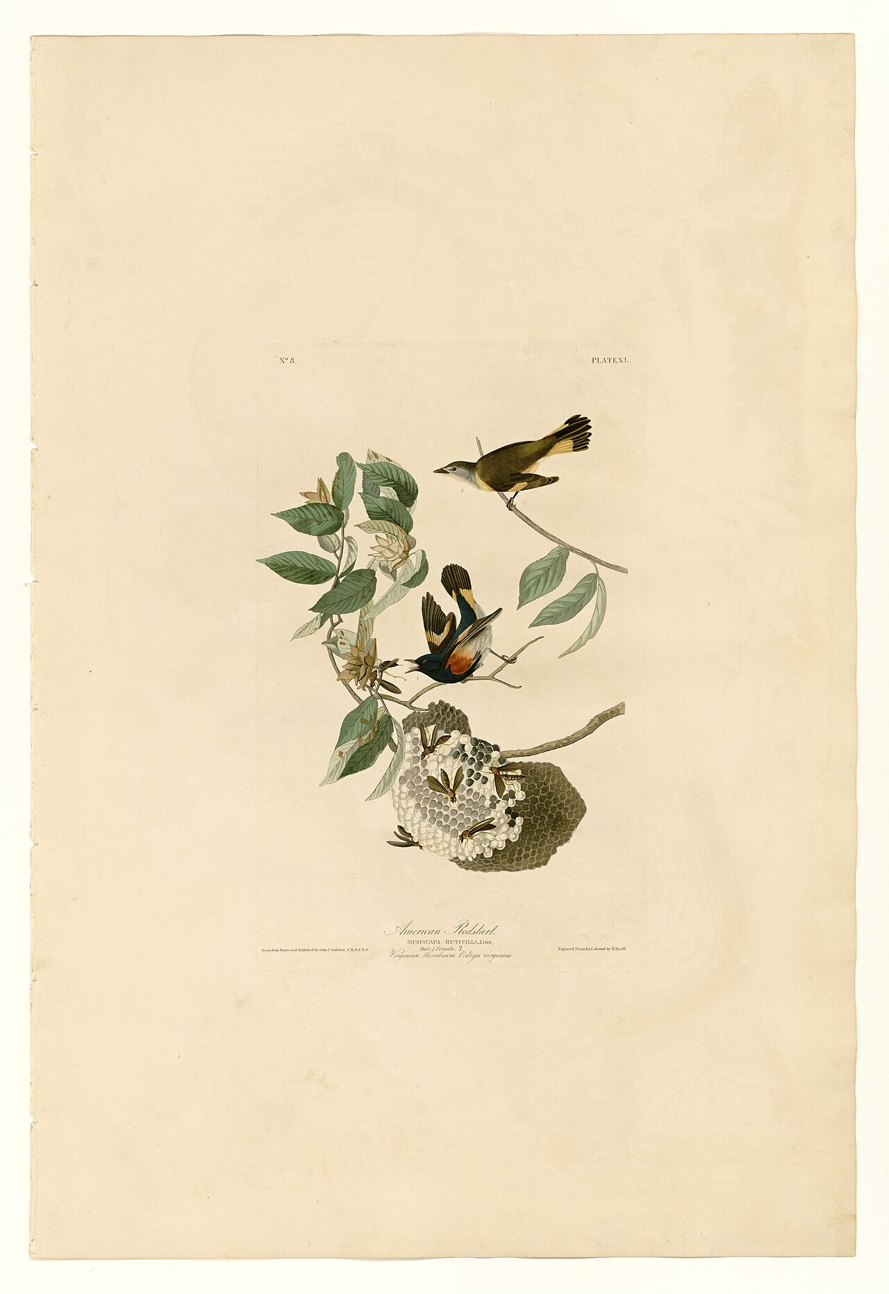 Illustration of American Redstart