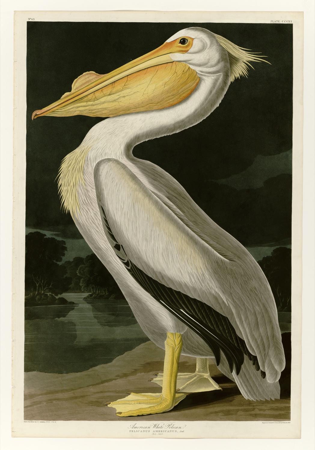 Illustration of American White Pelican