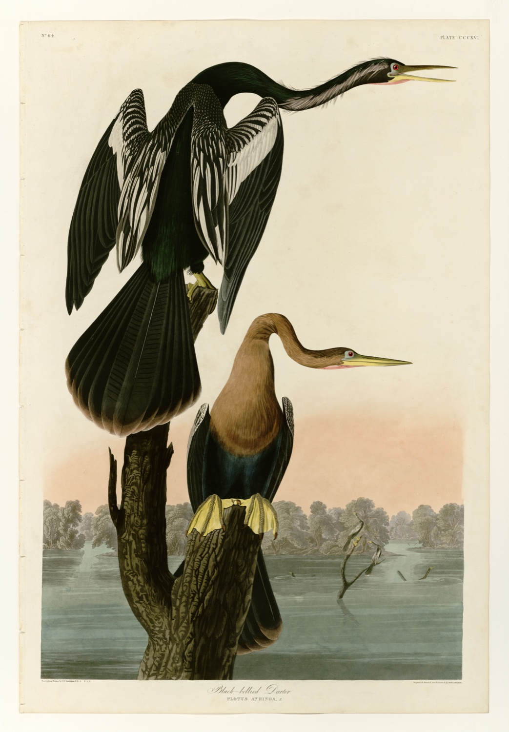Illustration of Anhinga