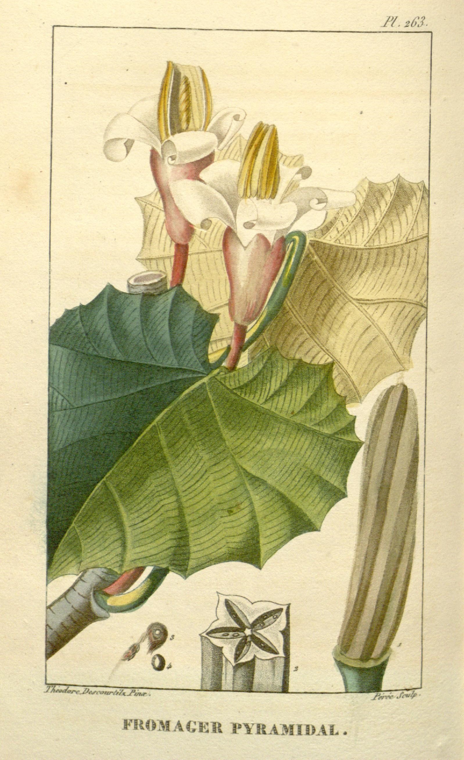 Illustration of Balsa