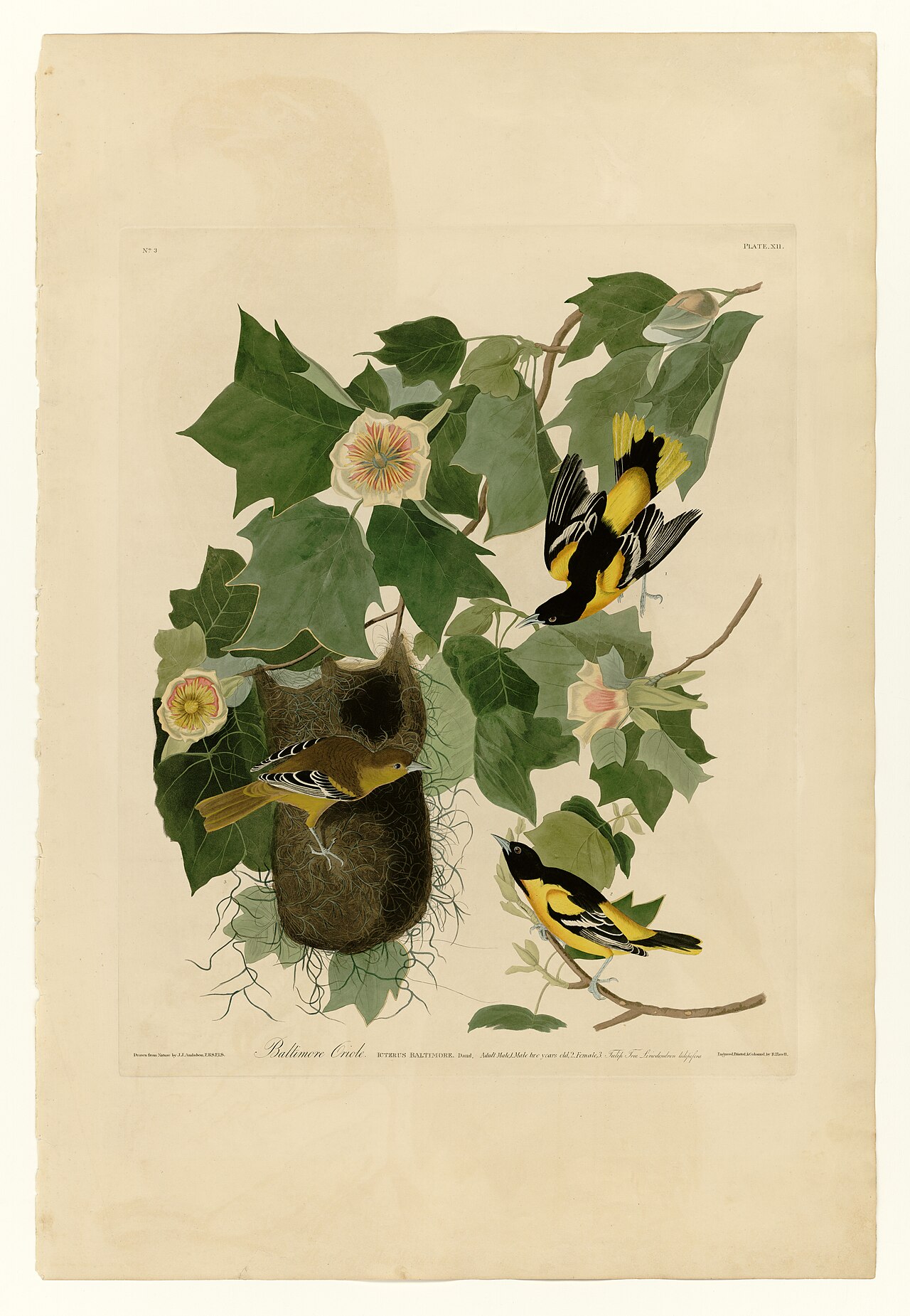 Illustration of Baltimore Oriole