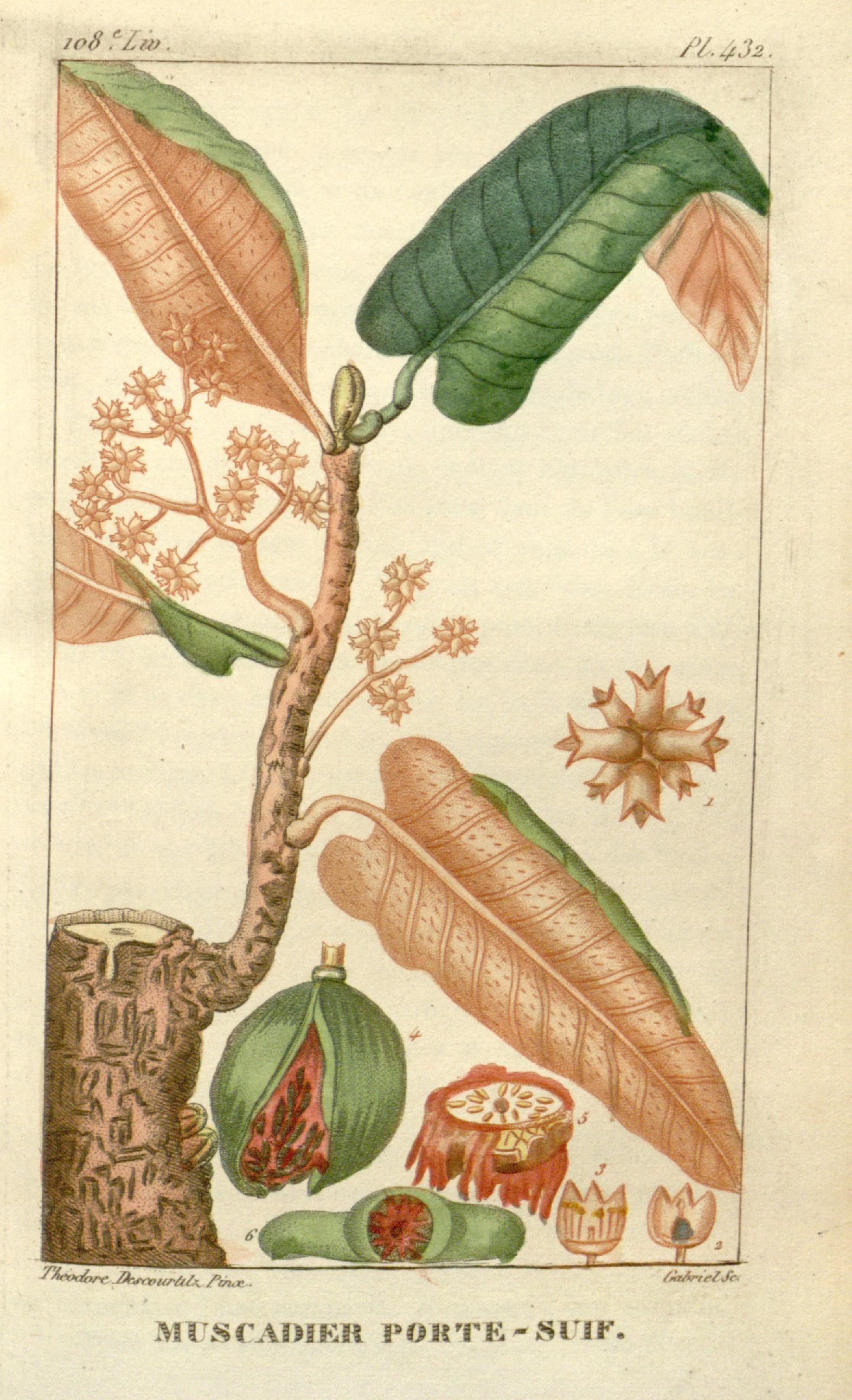 Illustration of Banak / Virola