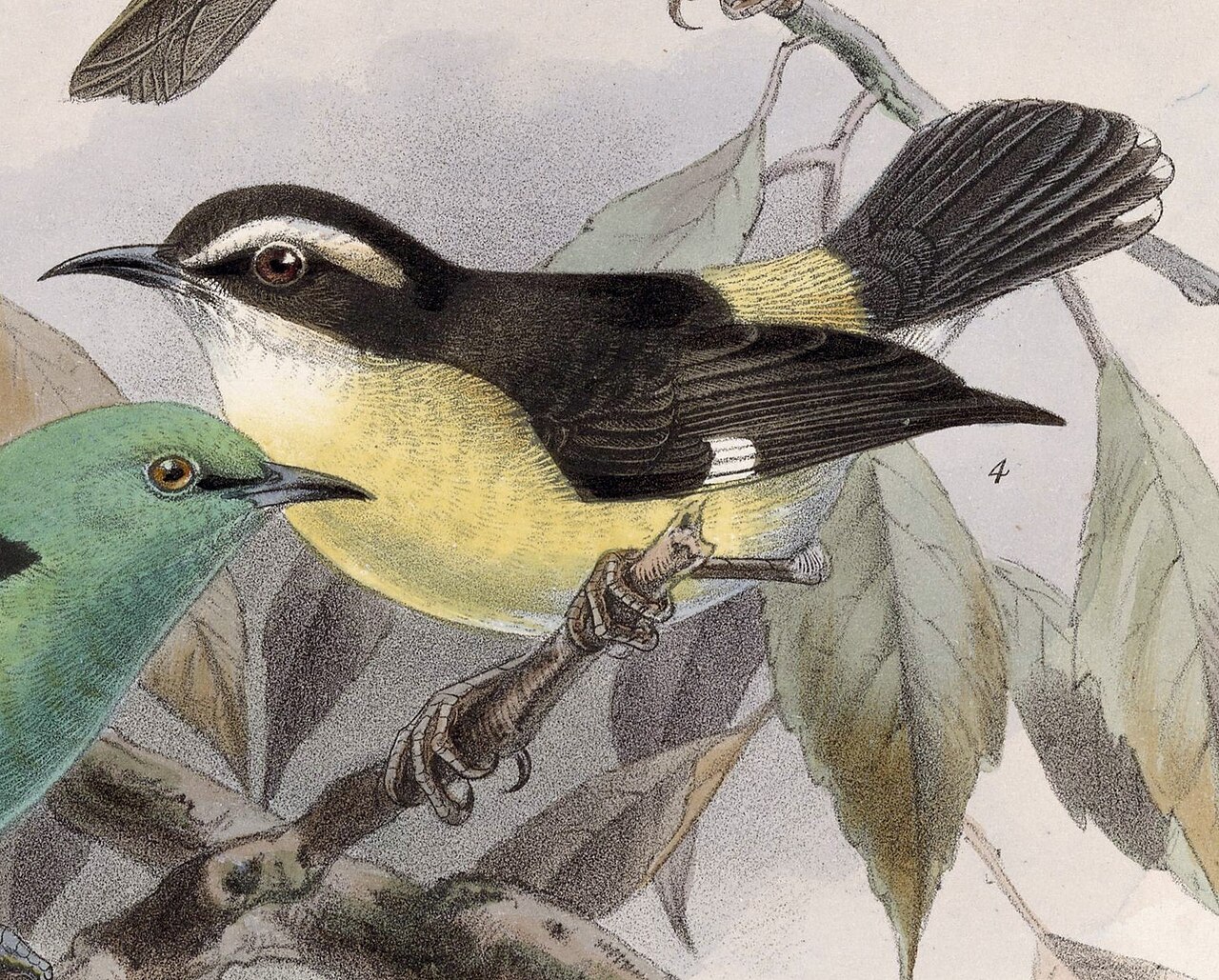 Illustration of Bananaquit