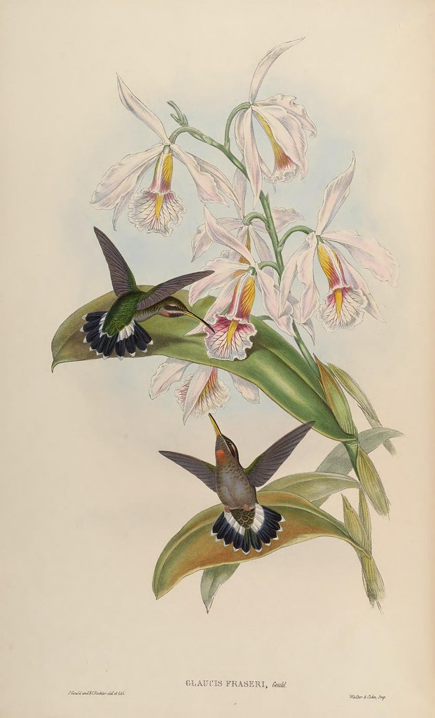 Illustration of Band-tailed Barbthroat
