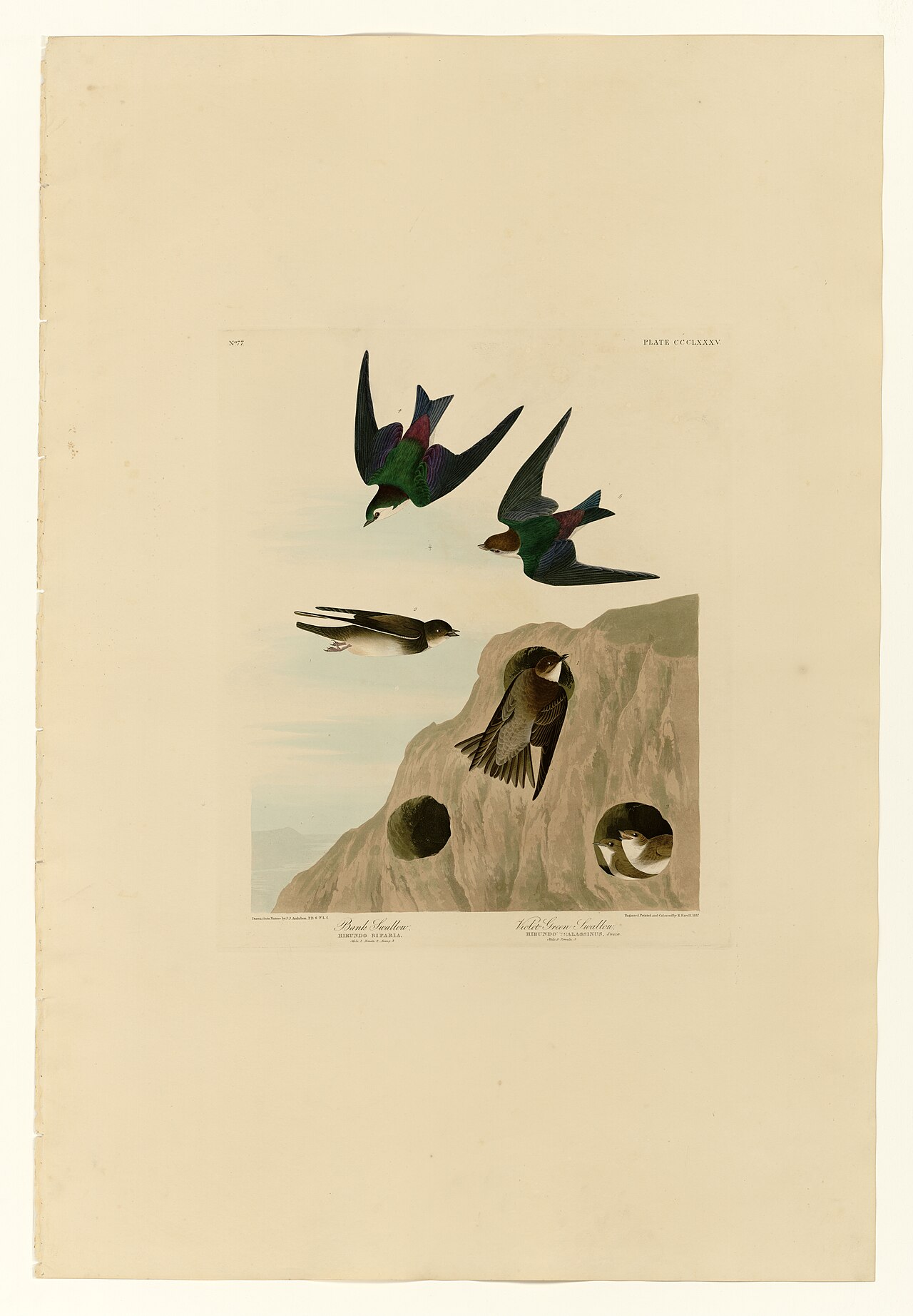 Illustration of Bank Swallow