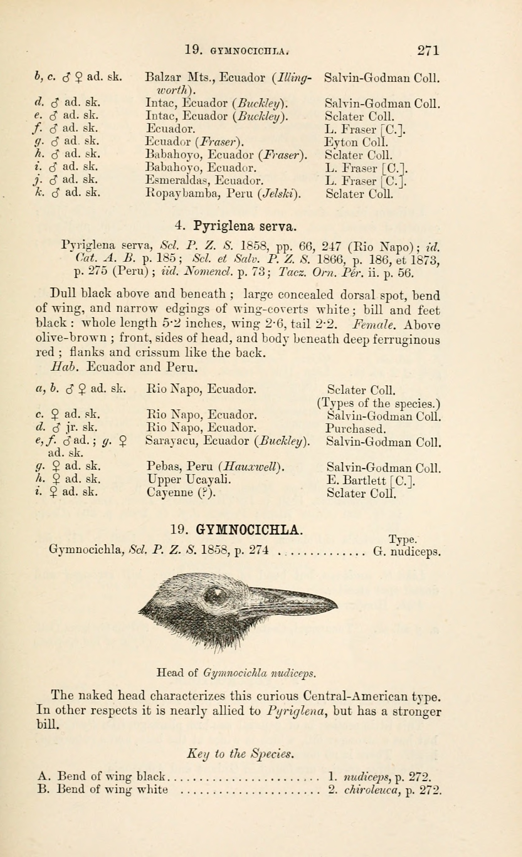 Illustration of Bare-crowned Antbird
