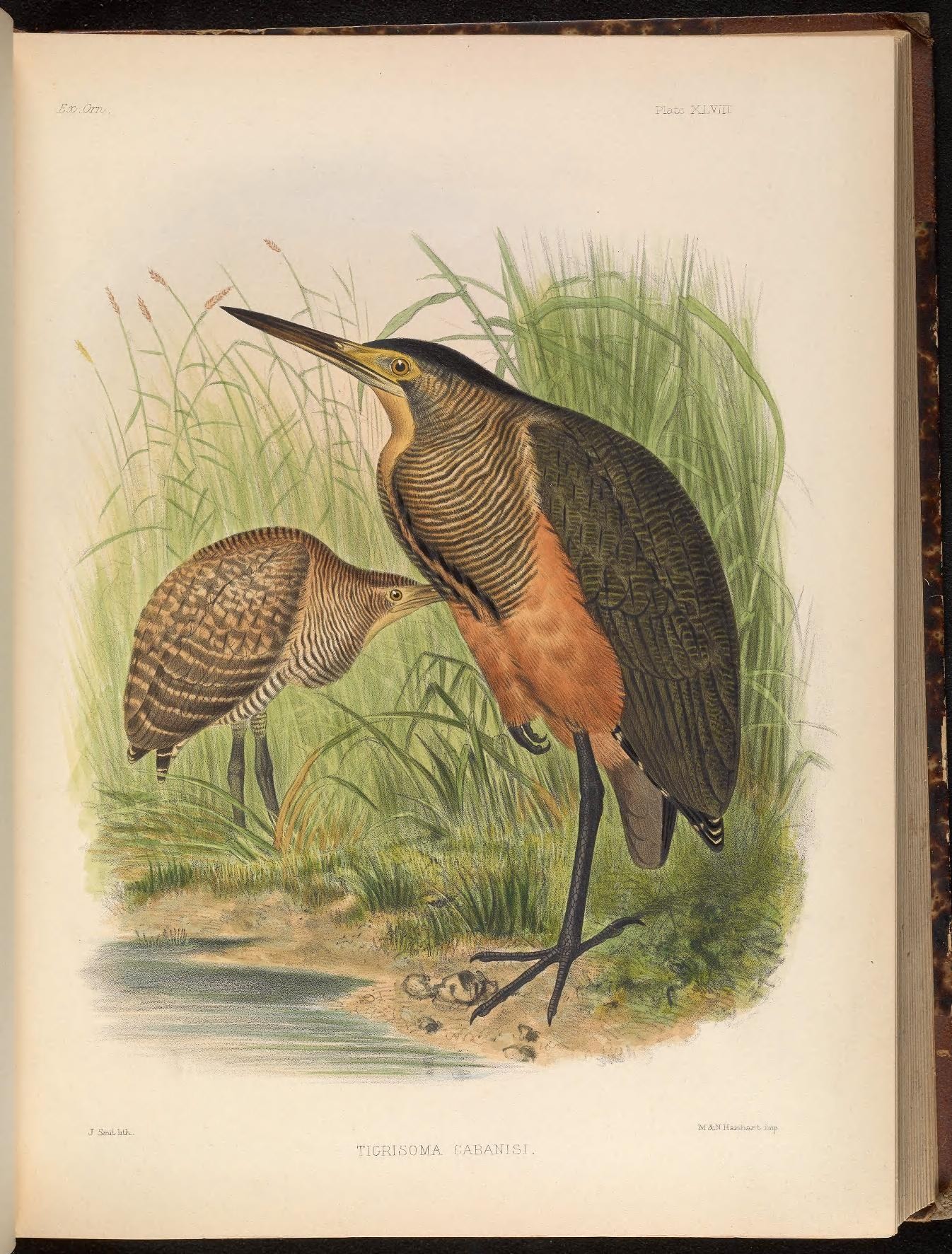 Illustration of Bare-throated Tiger-Heron