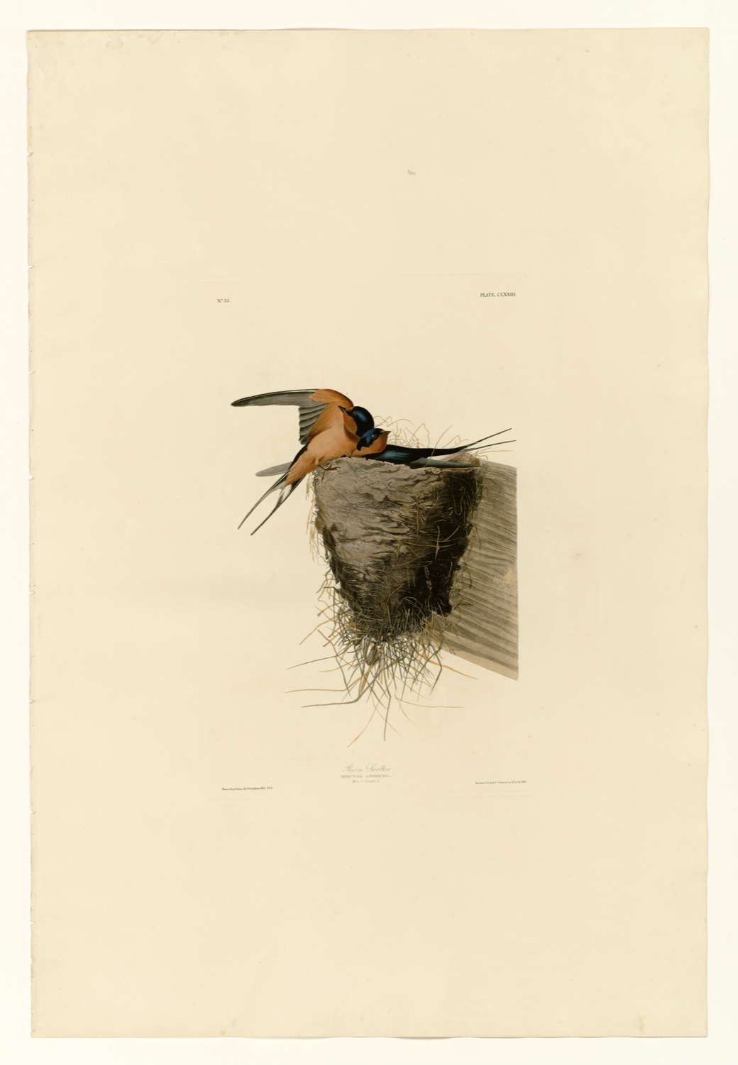 Illustration of Barn Swallow