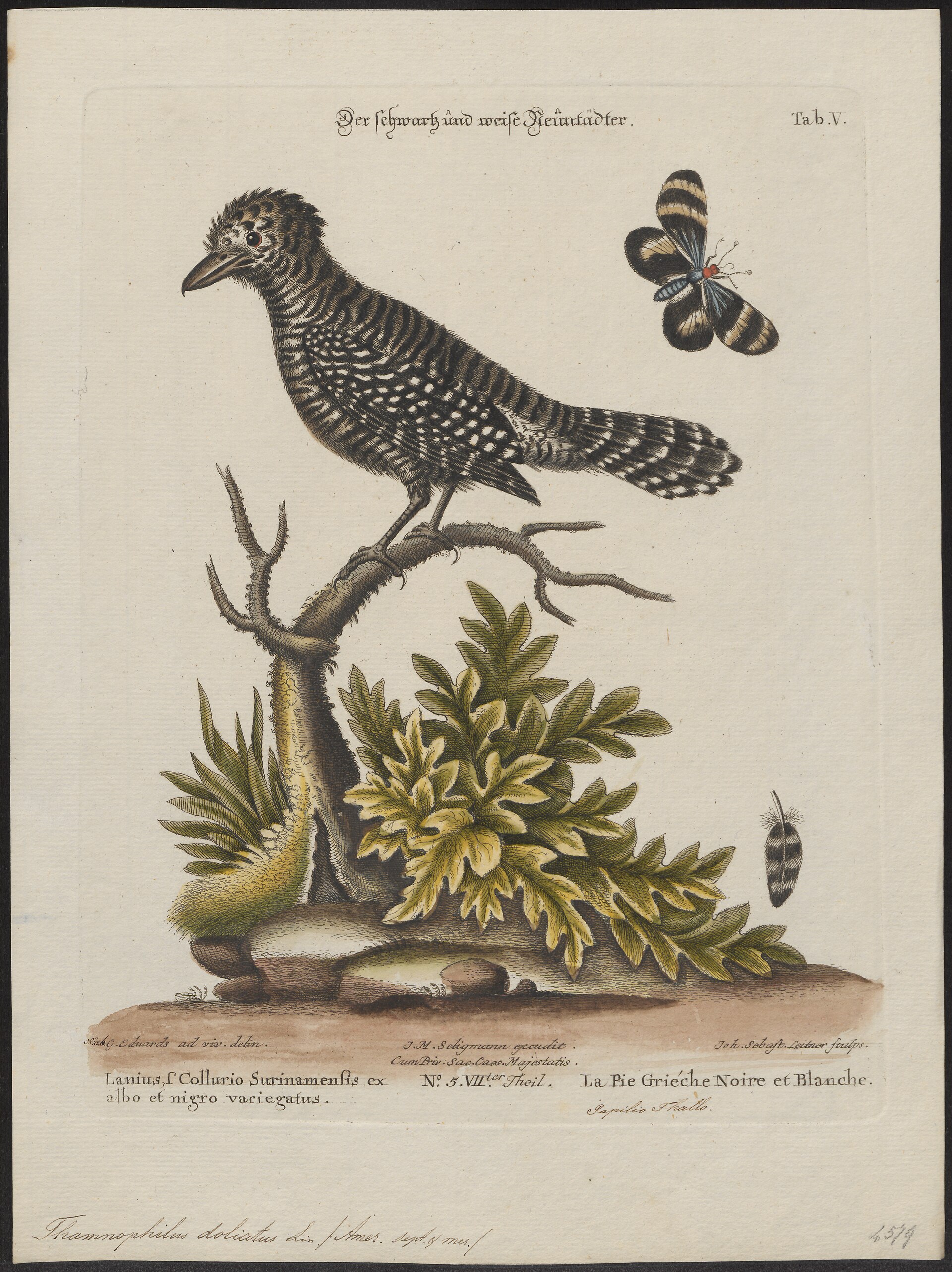 Illustration of Barred Antshrike