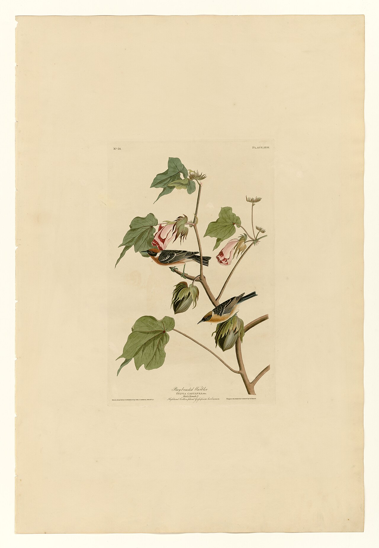 Illustration of Bay-breasted Warbler