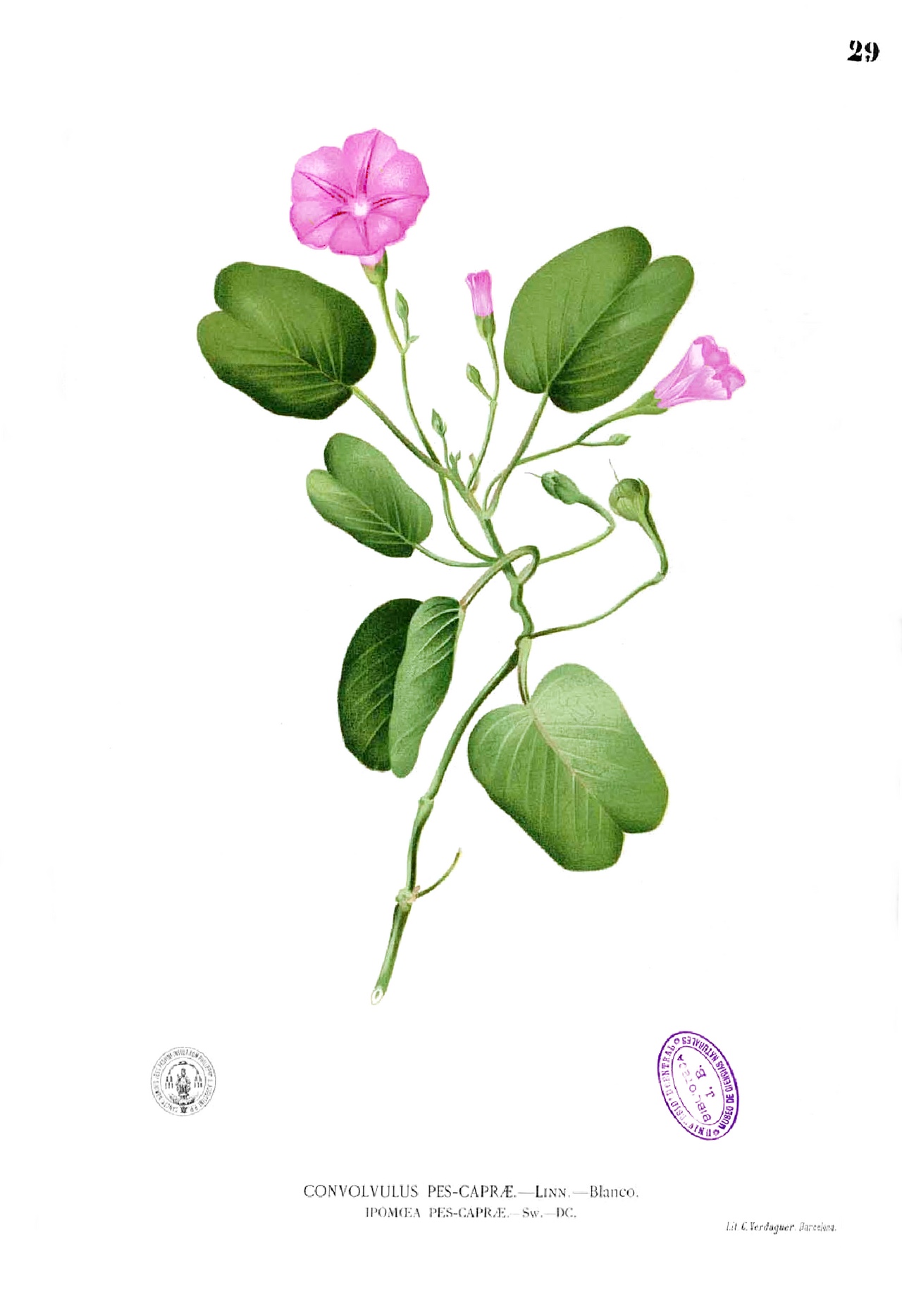 Illustration of Beach Morning Glory / Bayhops