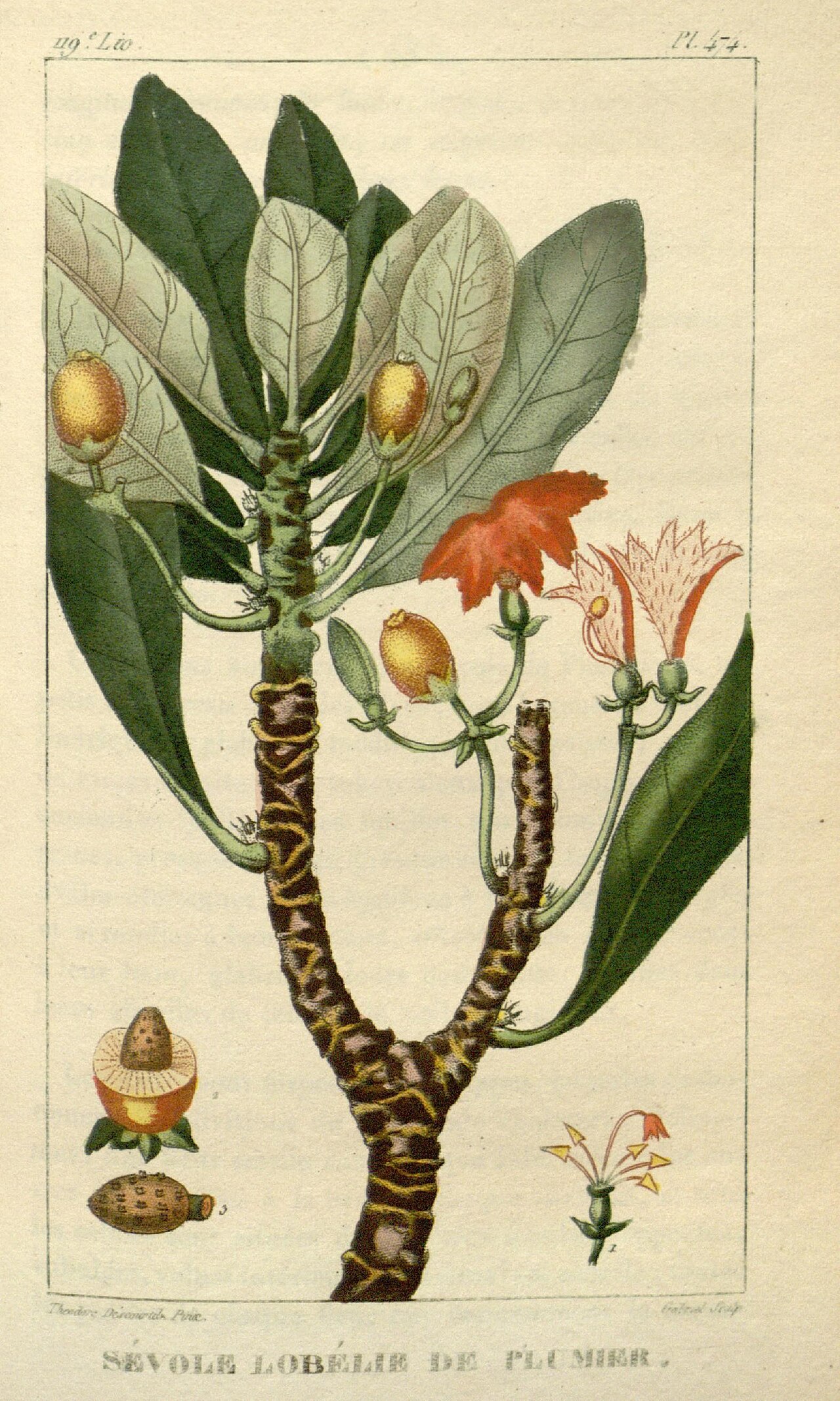 Illustration of Beach Naupaka