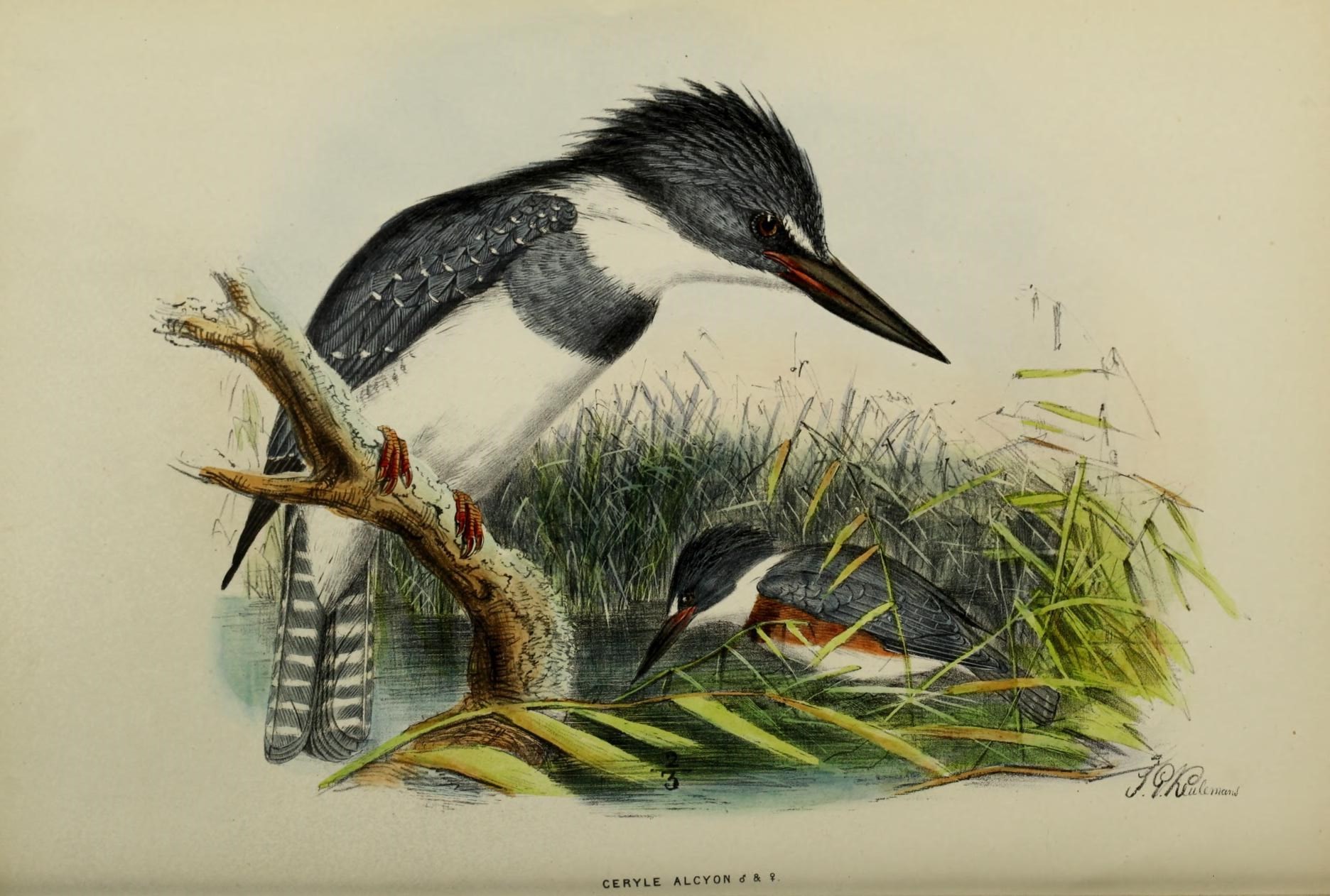 Illustration of Belted Kingfisher