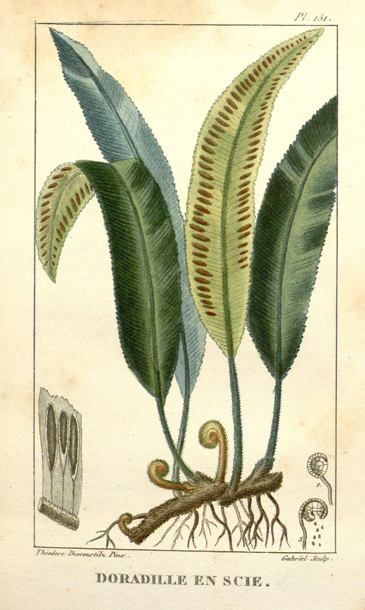 Illustration of Bird's Nest Fern