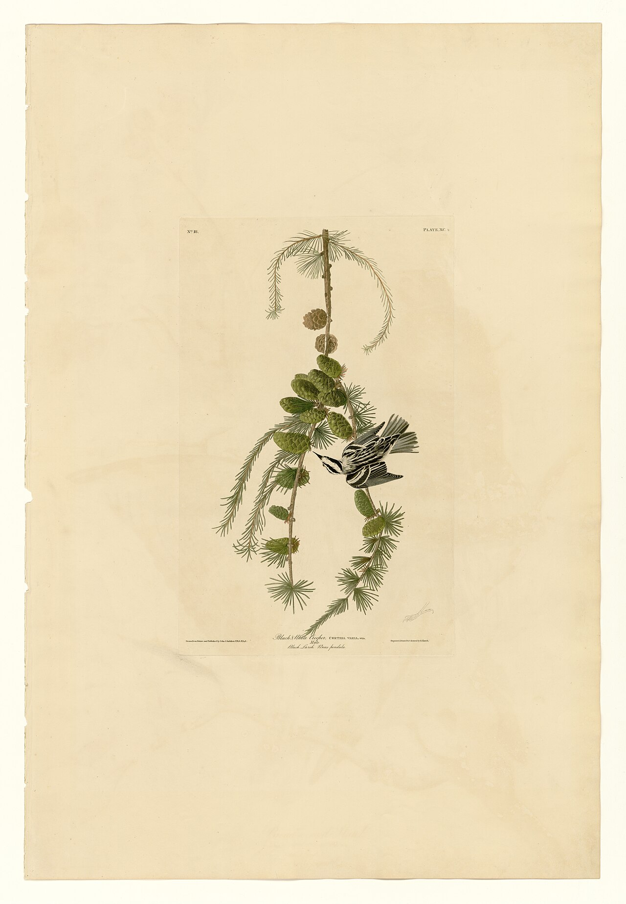 Illustration of Black-and-white Warbler