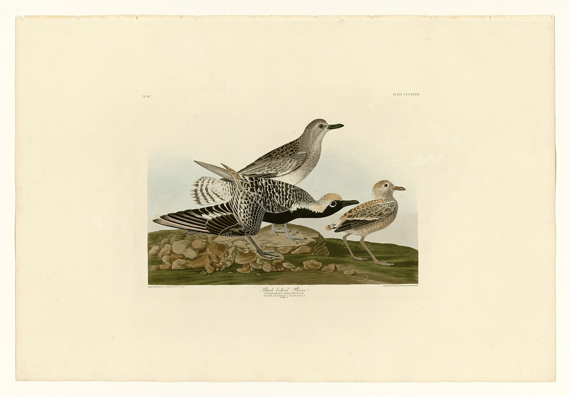 Illustration of Black-bellied Plover