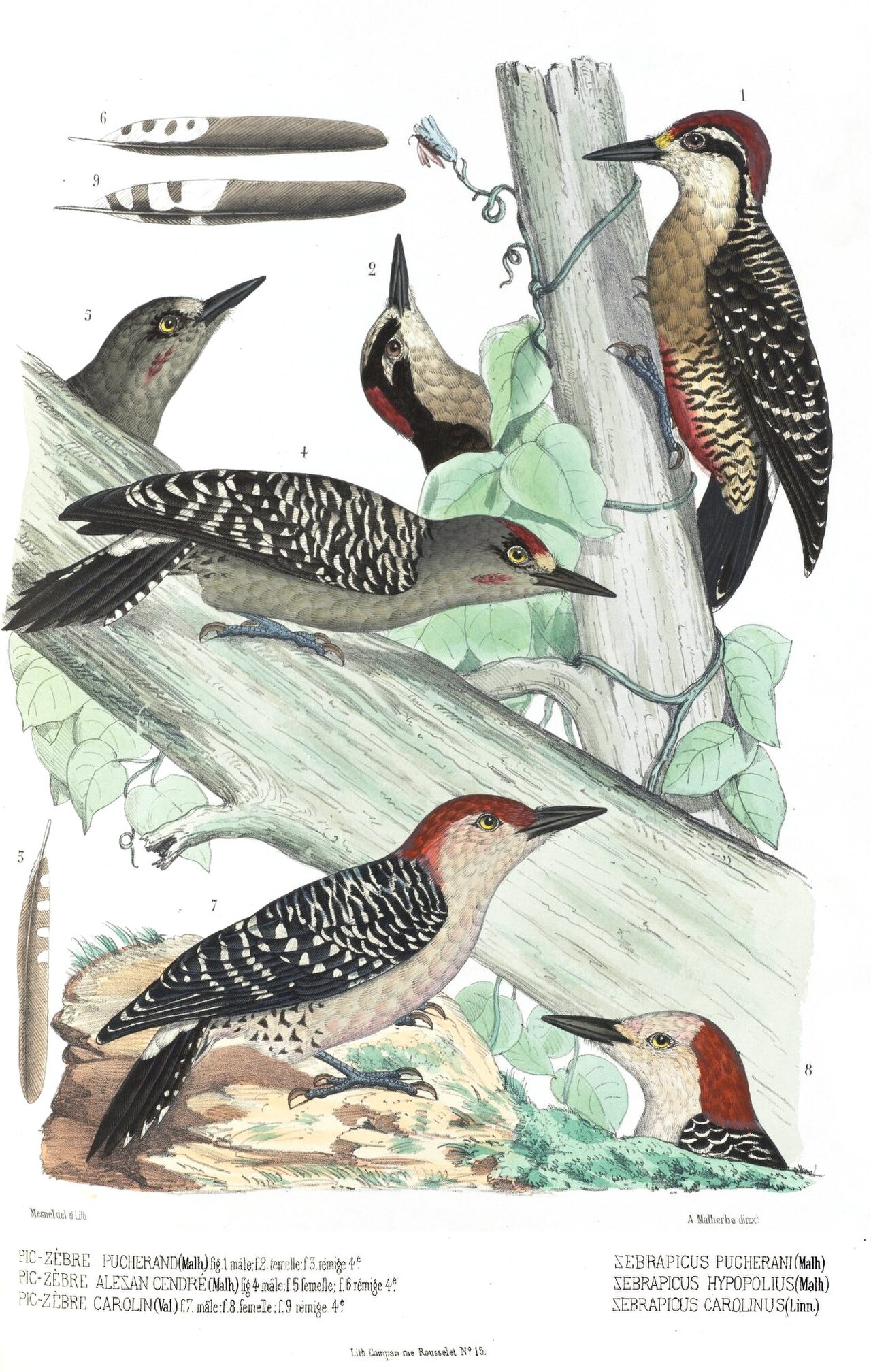 Illustration of Black-cheeked Woodpecker