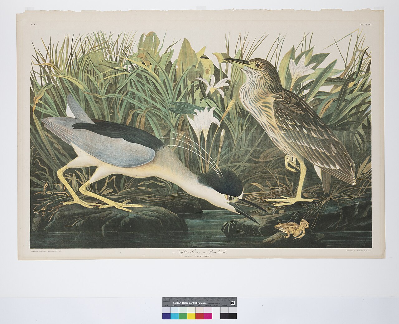 Illustration of Black-crowned Night Heron