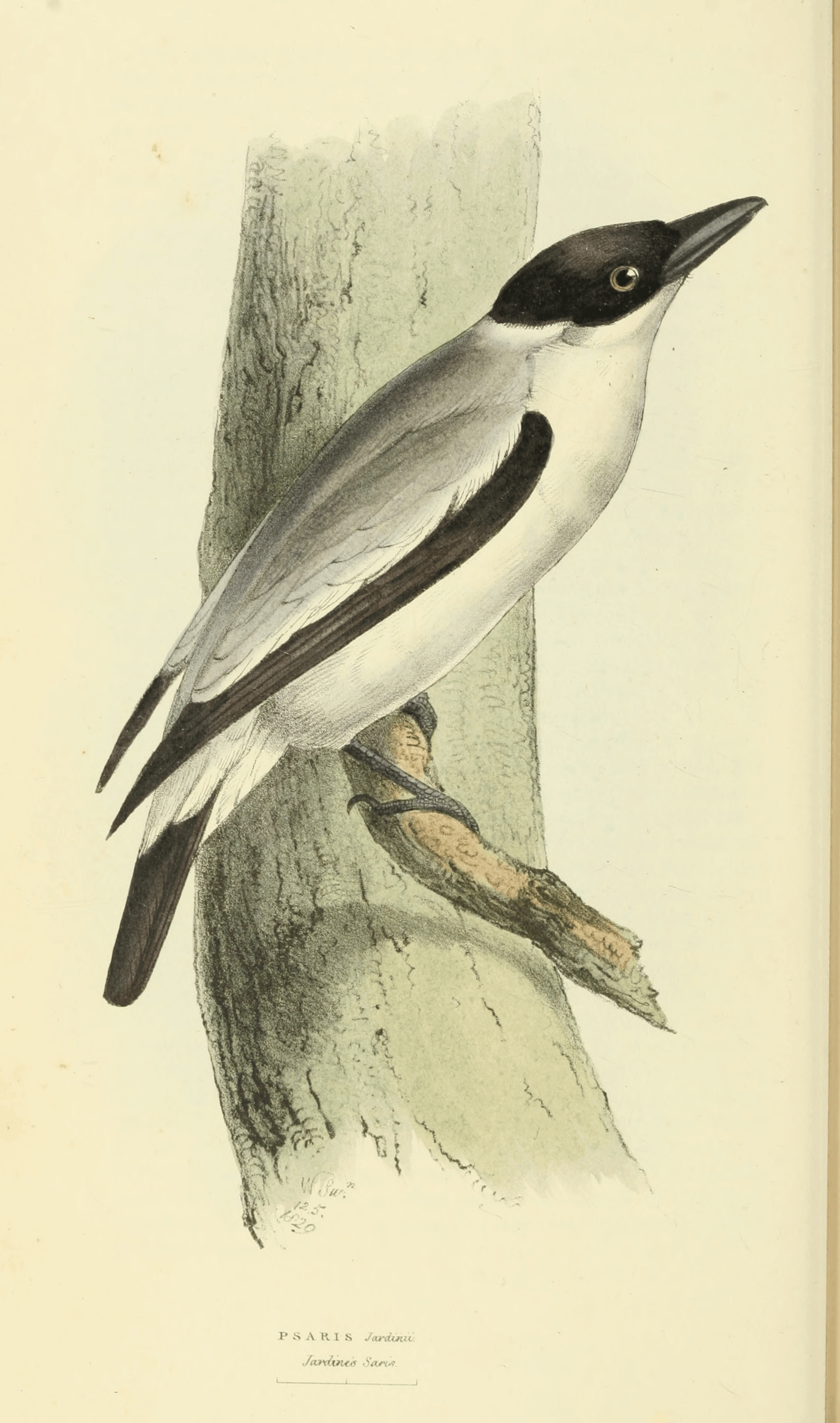 Illustration of Black-crowned Tityra