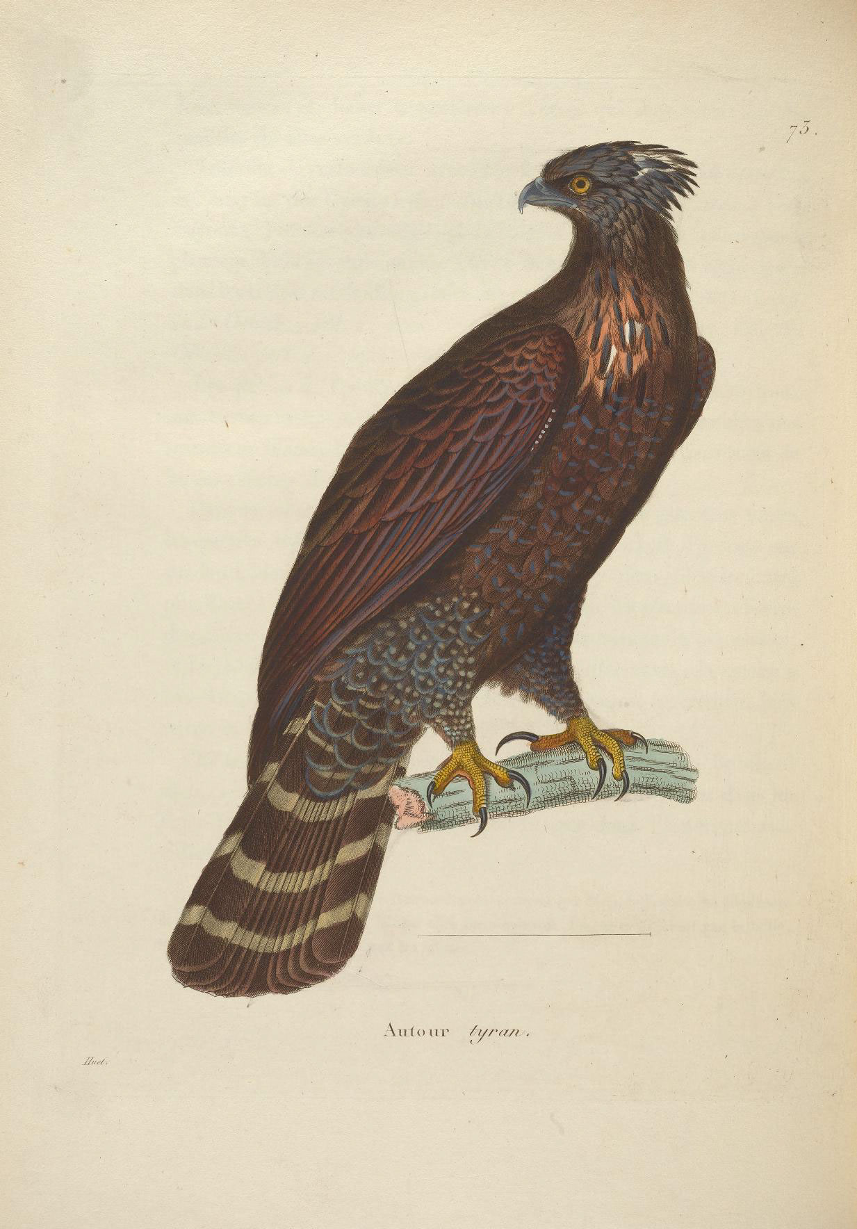 Illustration of Black Hawk-Eagle