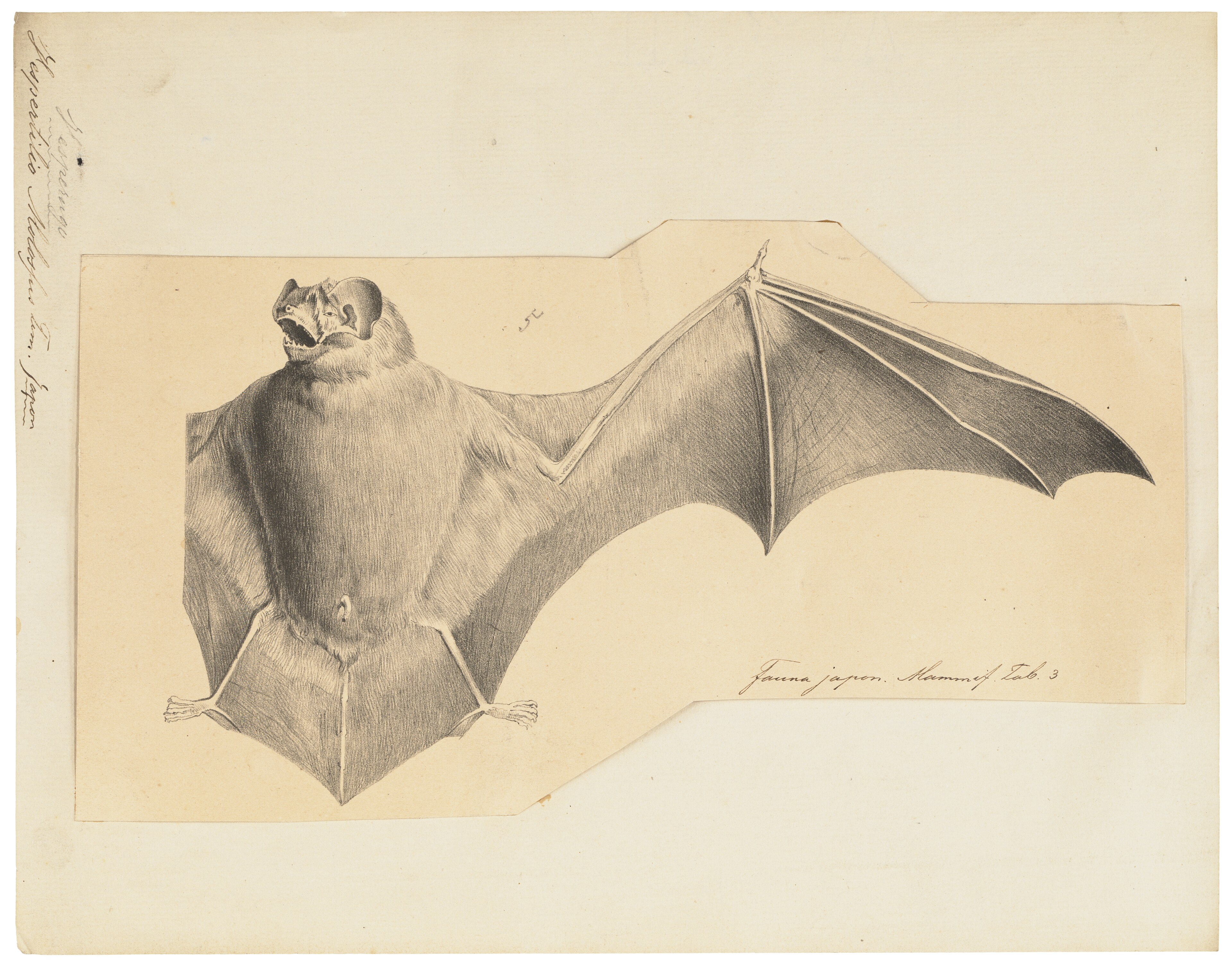 Illustration of Black Mastiff Bat