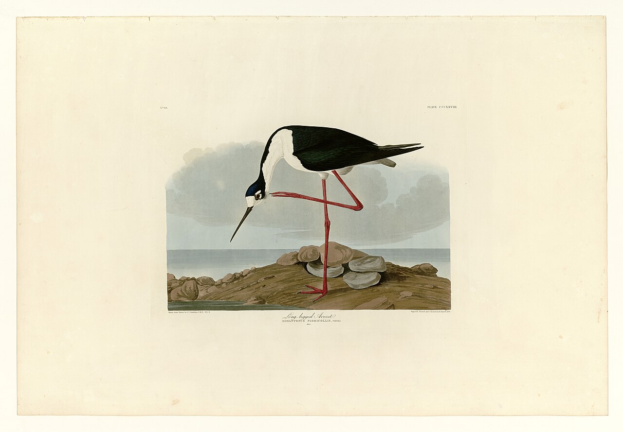 Illustration of Black-necked Stilt