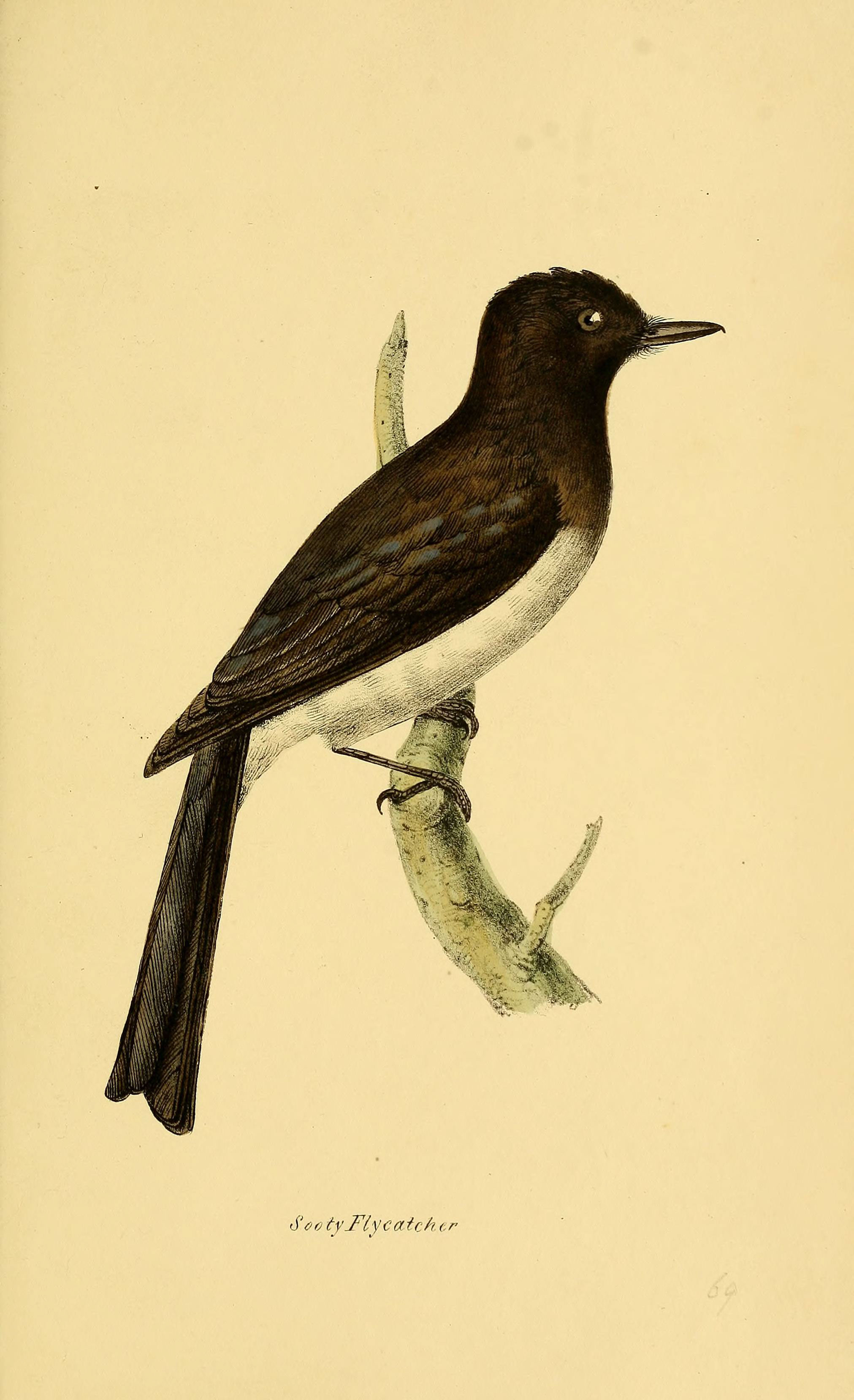 Illustration of Black Phoebe