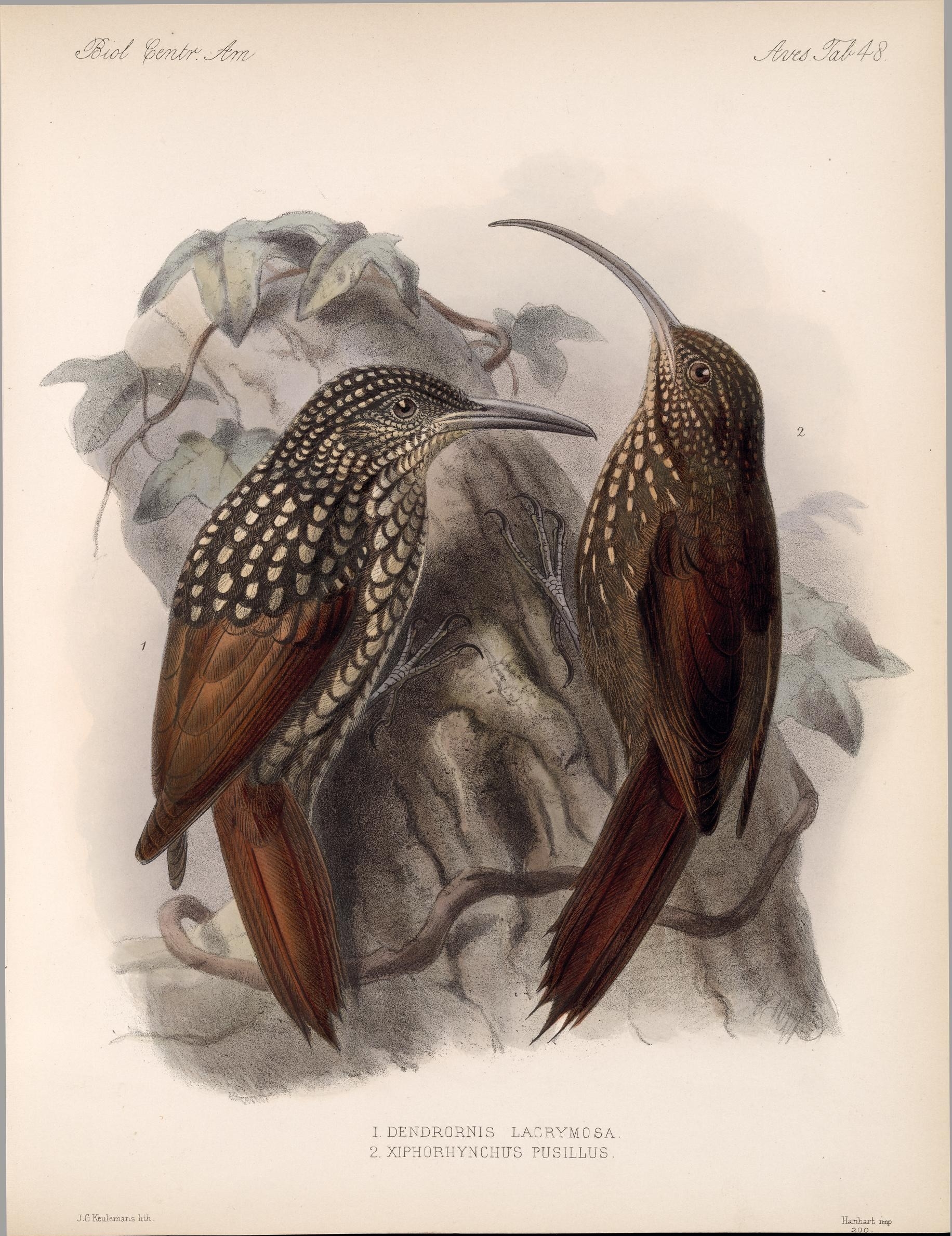 Illustration of Black-striped Woodcreeper