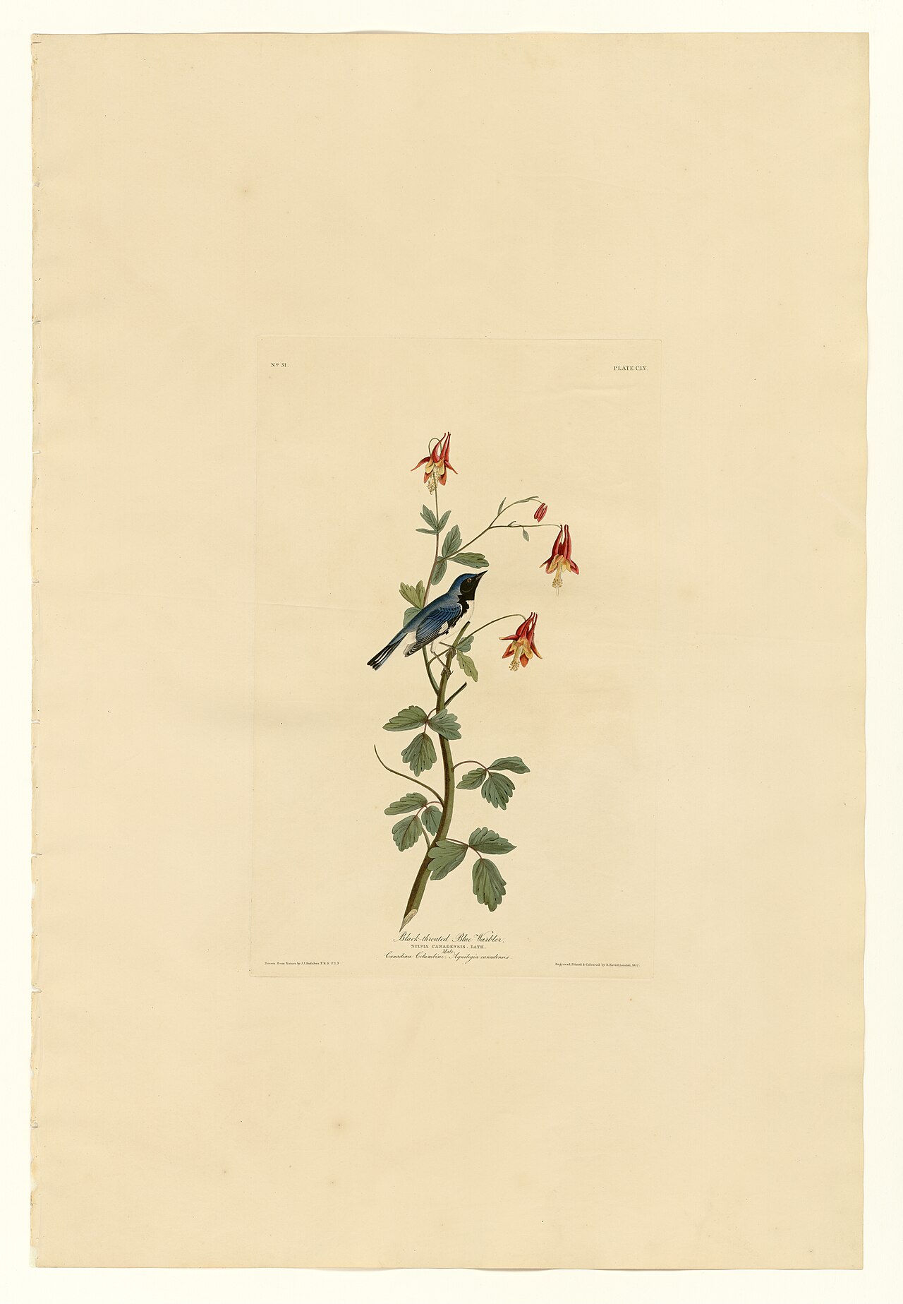 Illustration of Black-throated Blue Warbler