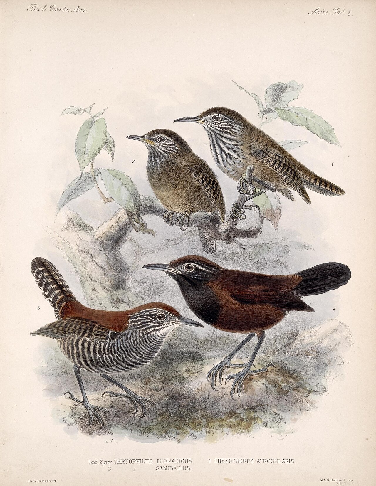 Illustration of Black-throated Wren