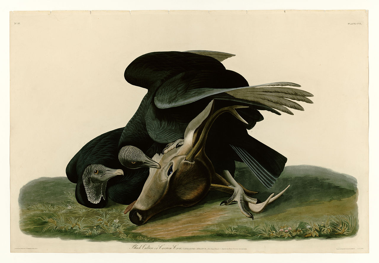 Illustration of Black Vulture