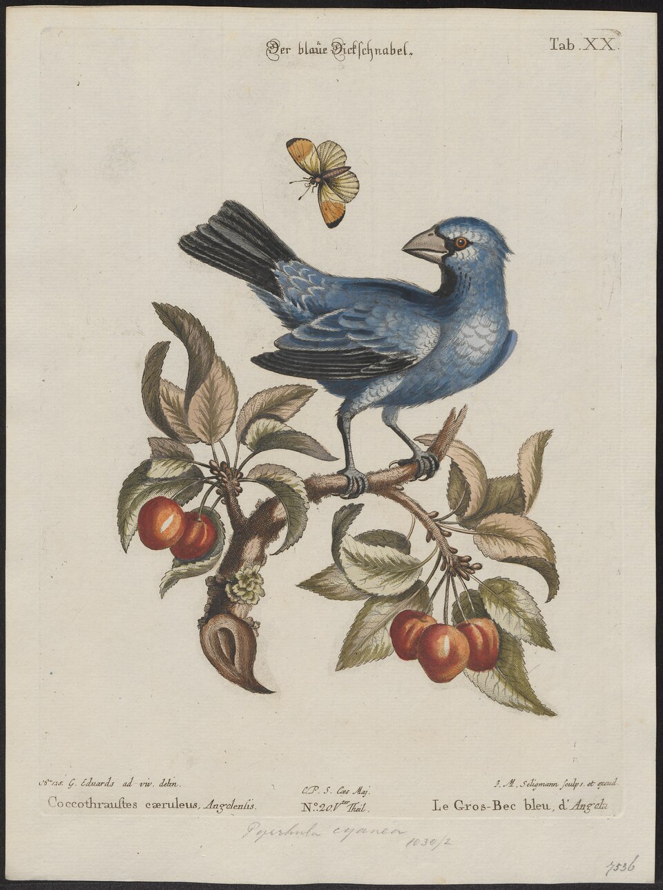 Illustration of Blue-black Grosbeak