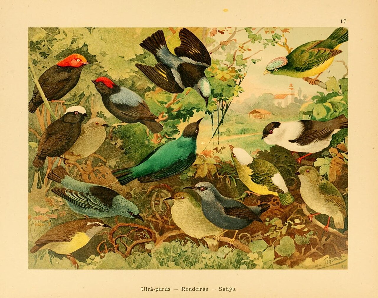 Illustration of Blue Dacnis