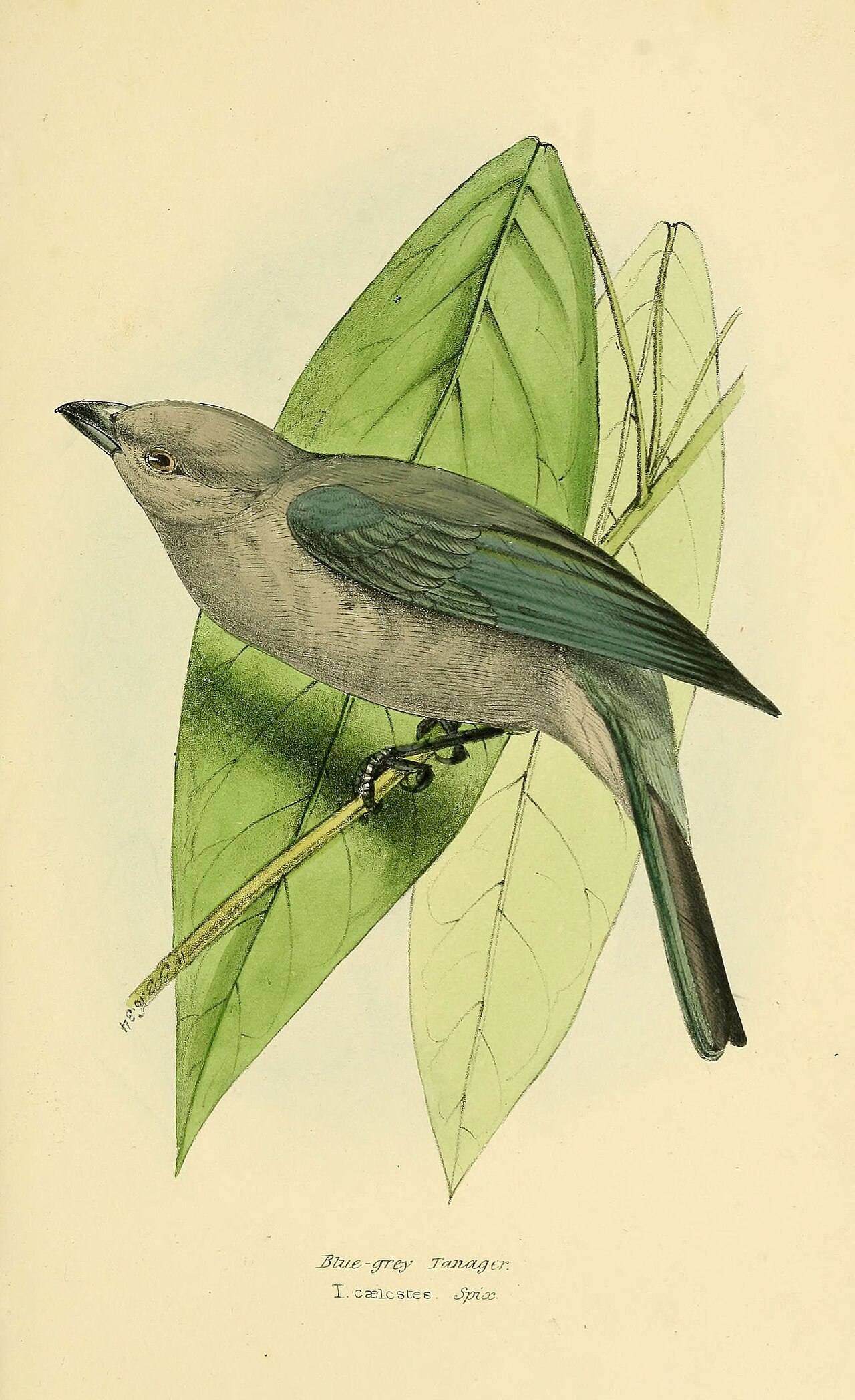 Illustration of Blue-gray Tanager
