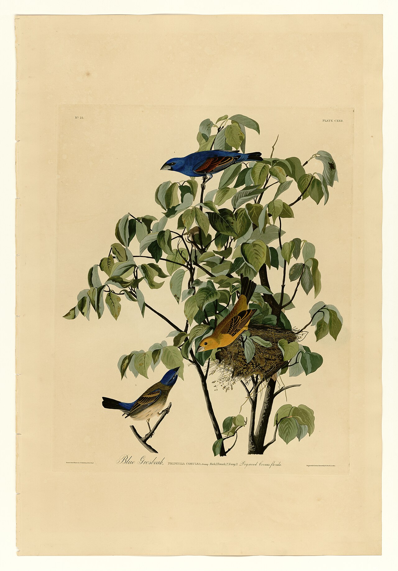 Illustration of Blue Grosbeak