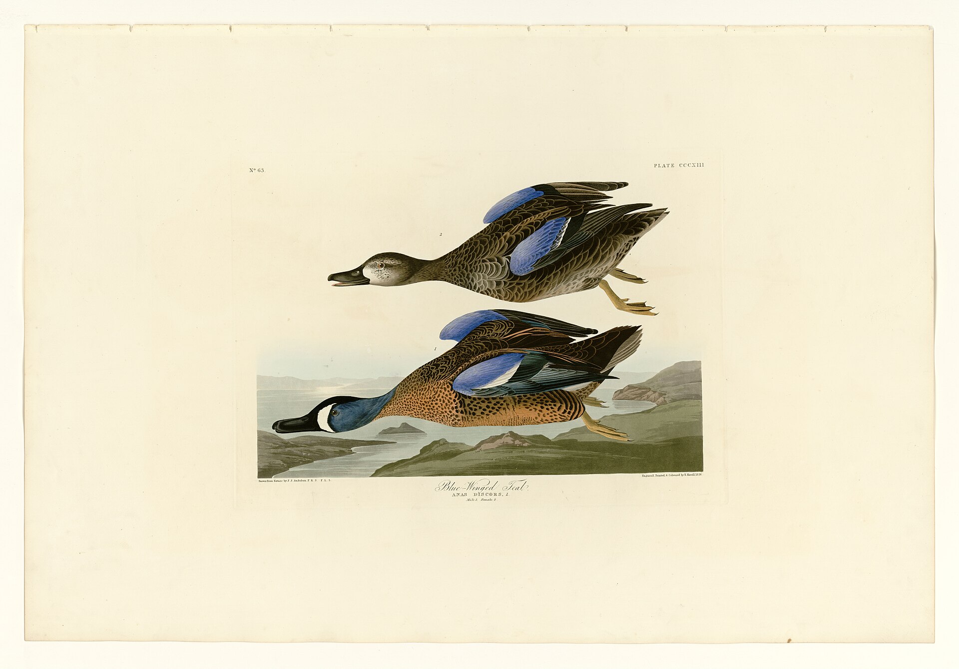 Illustration of Blue-winged Teal