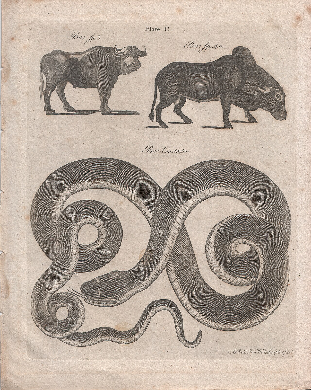 Illustration of Boa Constrictor