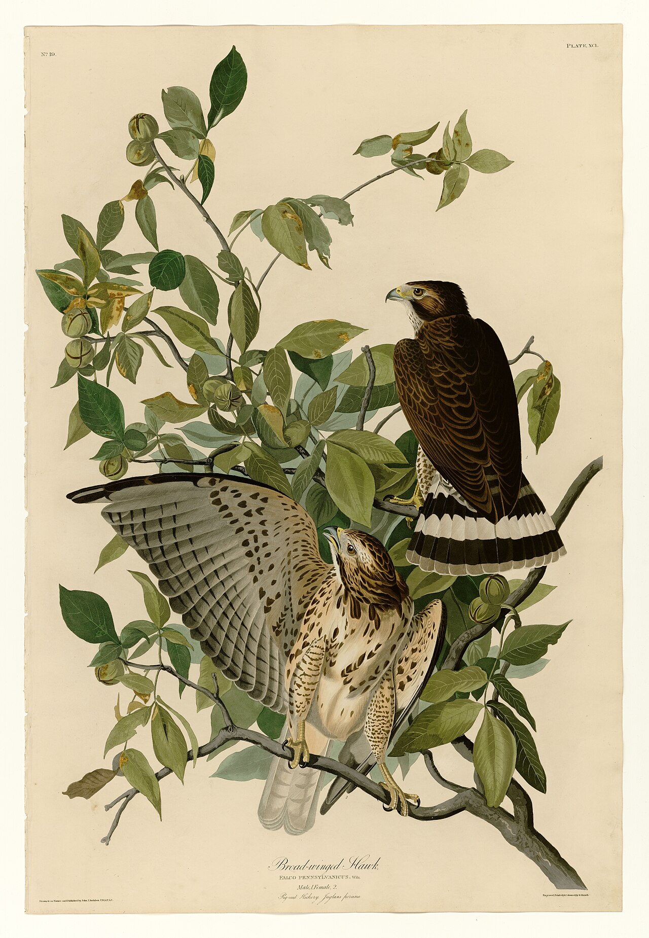 Illustration of Broad-winged Hawk