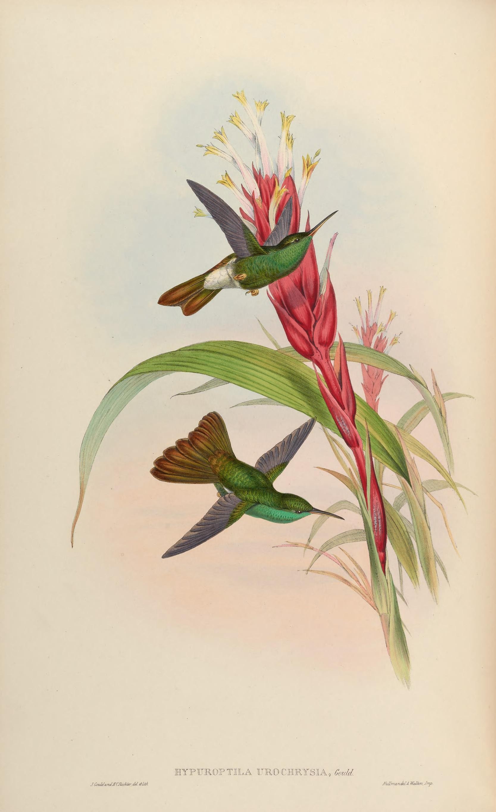 Illustration of Bronze-tailed Plumeleteer