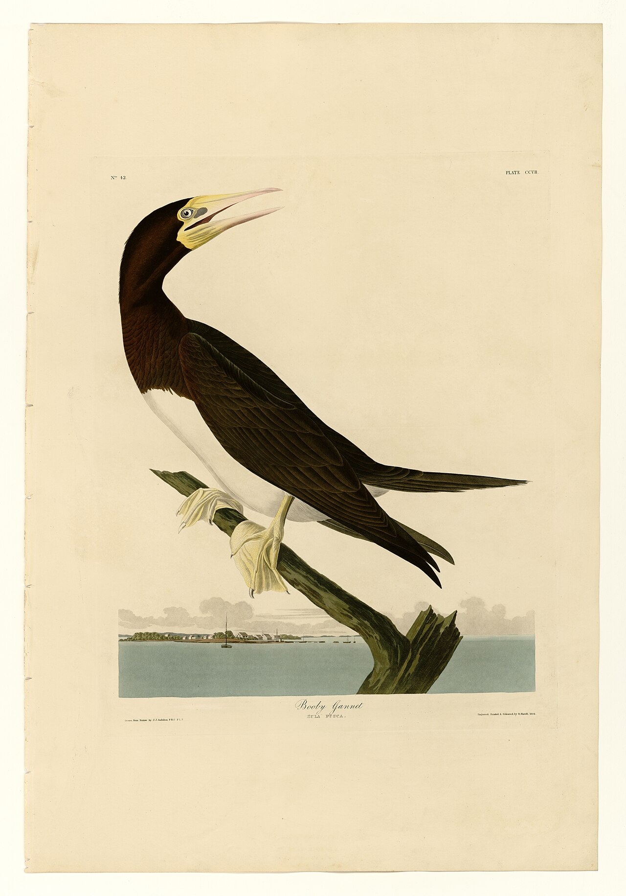 Illustration of Brown Booby