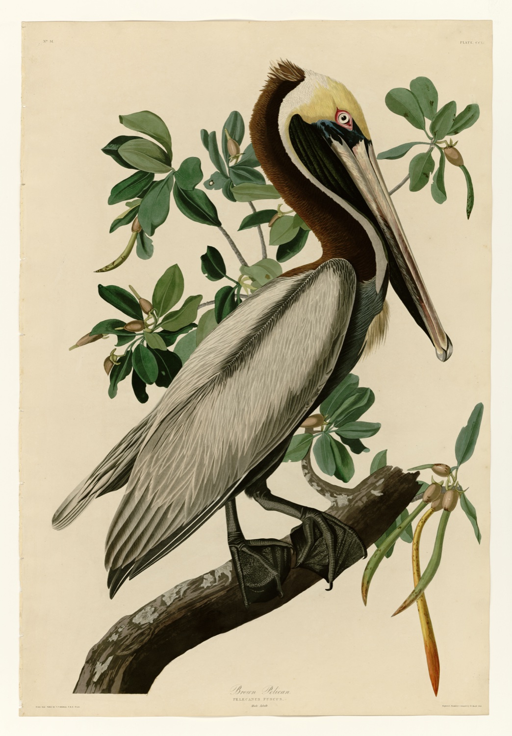 Illustration of Brown Pelican