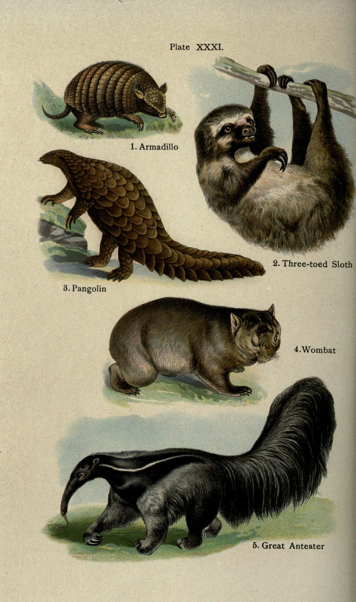 Illustration of Brown-throated Three-toed Sloth