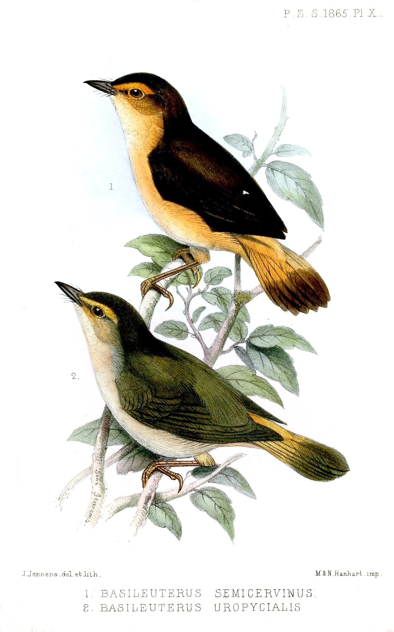 Illustration of Buff-rumped Warbler