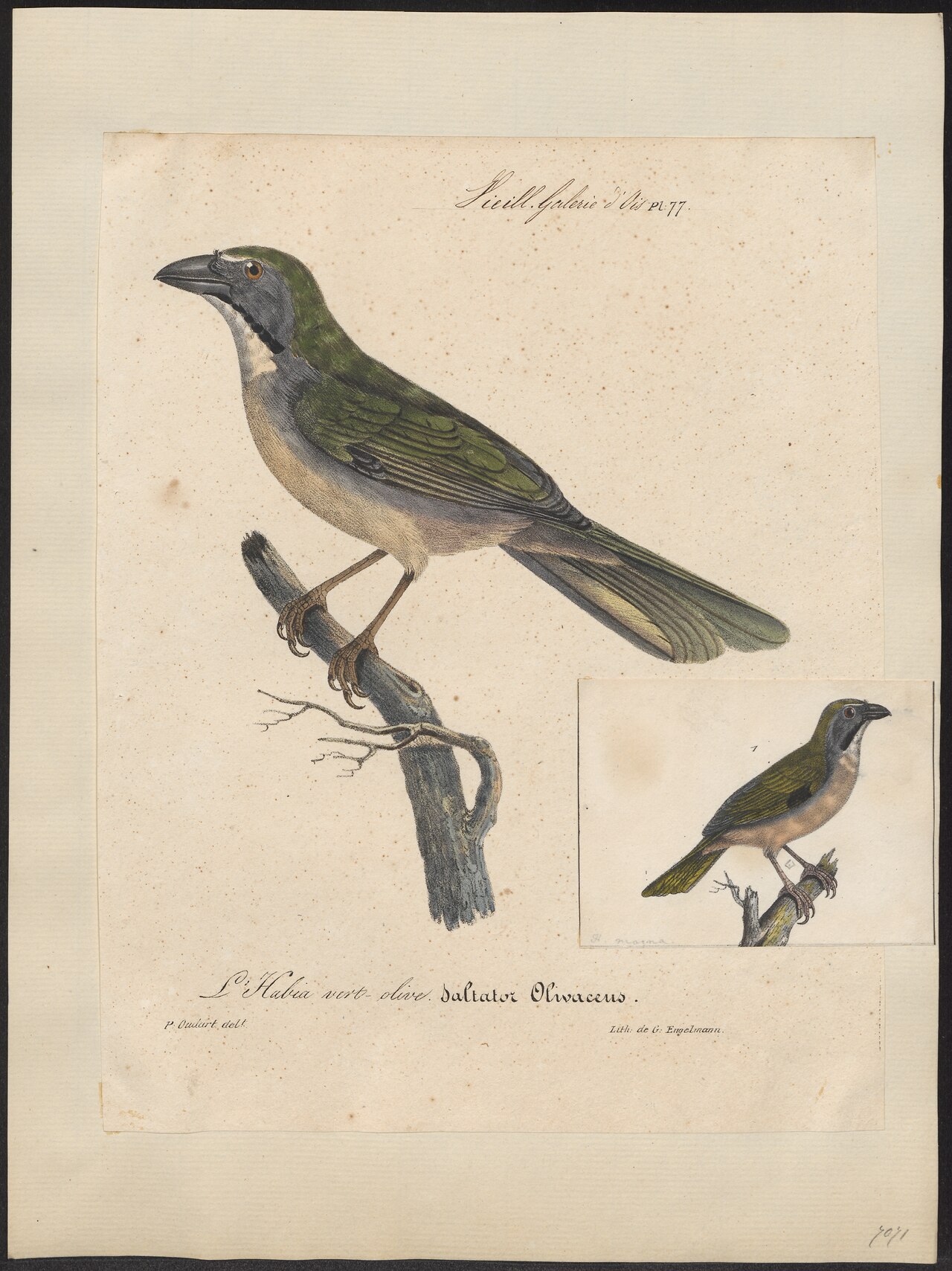 Illustration of Buff-throated Saltator